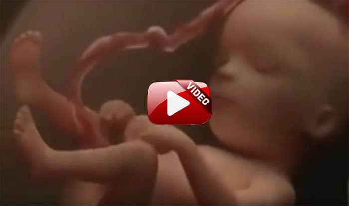 fetus inside womb